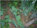 arčilend